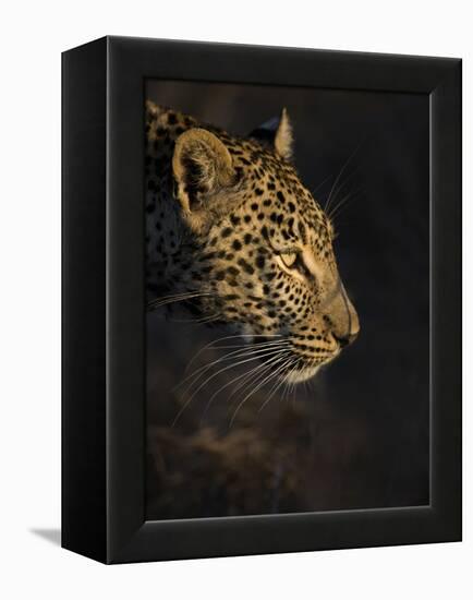 Leopard (Panthera Pardus) Female Head Profile In Early Morning Sunlight-Wim van den Heever-Framed Premier Image Canvas