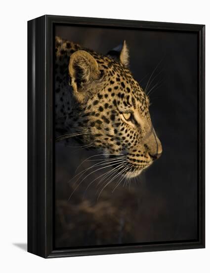 Leopard (Panthera Pardus) Female Head Profile In Early Morning Sunlight-Wim van den Heever-Framed Premier Image Canvas