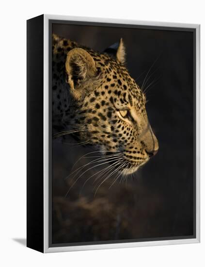 Leopard (Panthera Pardus) Female Head Profile In Early Morning Sunlight-Wim van den Heever-Framed Premier Image Canvas