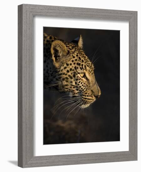 Leopard (Panthera Pardus) Female Head Profile In Early Morning Sunlight-Wim van den Heever-Framed Photographic Print