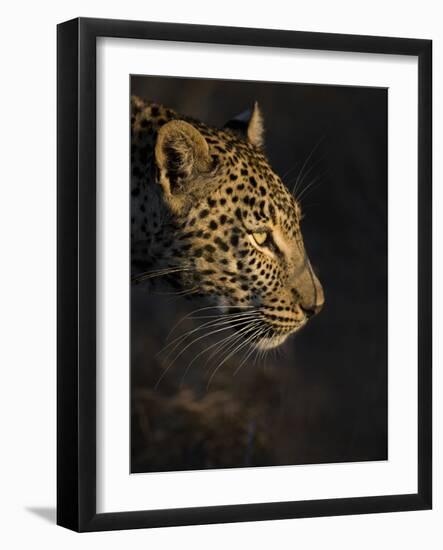 Leopard (Panthera Pardus) Female Head Profile In Early Morning Sunlight-Wim van den Heever-Framed Photographic Print