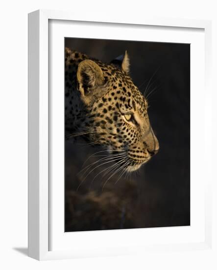 Leopard (Panthera Pardus) Female Head Profile In Early Morning Sunlight-Wim van den Heever-Framed Photographic Print