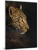 Leopard (Panthera Pardus) Female Head Profile In Early Morning Sunlight-Wim van den Heever-Mounted Photographic Print