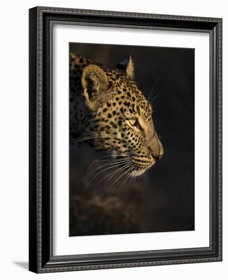 Leopard (Panthera Pardus) Female Head Profile In Early Morning Sunlight-Wim van den Heever-Framed Photographic Print