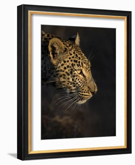 Leopard (Panthera Pardus) Female Head Profile In Early Morning Sunlight-Wim van den Heever-Framed Photographic Print