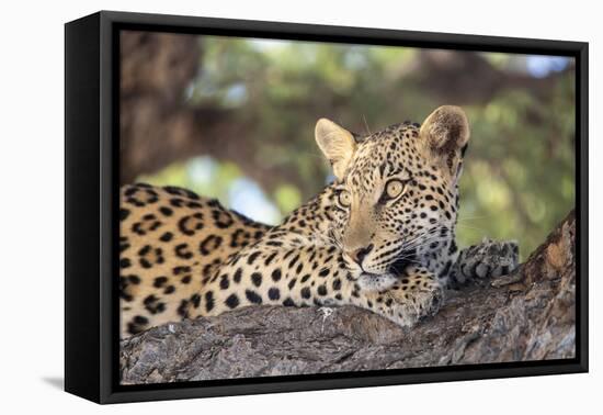 Leopard (Panthera pardus) female, Kgalagadi Transfrontier Park-Ann and Steve Toon-Framed Premier Image Canvas