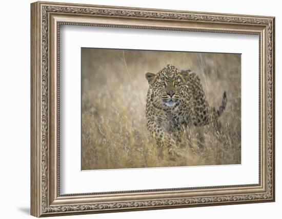 Leopard (Panthera Pardus) Female Stalking in Grass, Etosha Namibia-Wim van den Heever-Framed Photographic Print