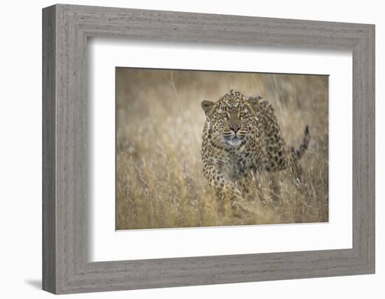 Leopard (Panthera Pardus) Female Stalking in Grass, Etosha Namibia-Wim van den Heever-Framed Photographic Print