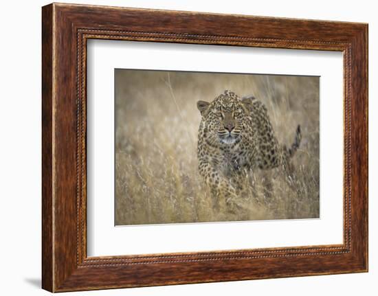 Leopard (Panthera Pardus) Female Stalking in Grass, Etosha Namibia-Wim van den Heever-Framed Photographic Print