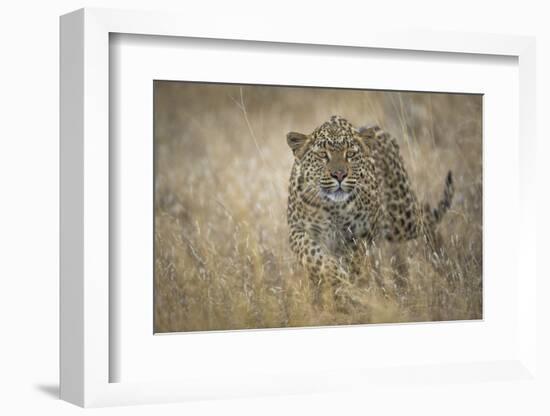 Leopard (Panthera Pardus) Female Stalking in Grass, Etosha Namibia-Wim van den Heever-Framed Photographic Print