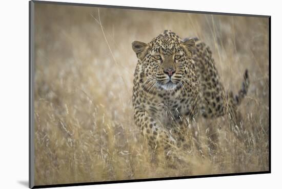 Leopard (Panthera Pardus) Female Stalking in Grass, Etosha Namibia-Wim van den Heever-Mounted Photographic Print