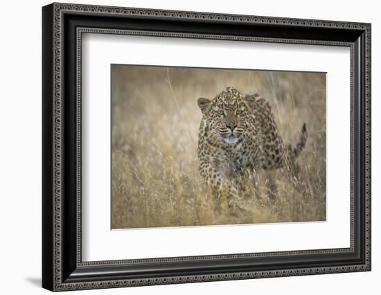 Leopard (Panthera Pardus) Female Stalking in Grass, Etosha Namibia-Wim van den Heever-Framed Photographic Print