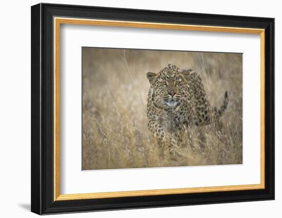 Leopard (Panthera Pardus) Female Stalking in Grass, Etosha Namibia-Wim van den Heever-Framed Photographic Print