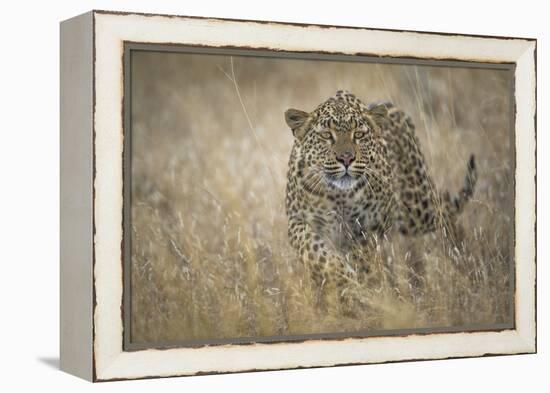 Leopard (Panthera Pardus) Female Stalking in Grass, Etosha Namibia-Wim van den Heever-Framed Premier Image Canvas