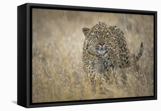 Leopard (Panthera Pardus) Female Stalking in Grass, Etosha Namibia-Wim van den Heever-Framed Premier Image Canvas