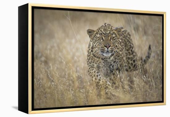 Leopard (Panthera Pardus) Female Stalking in Grass, Etosha Namibia-Wim van den Heever-Framed Premier Image Canvas