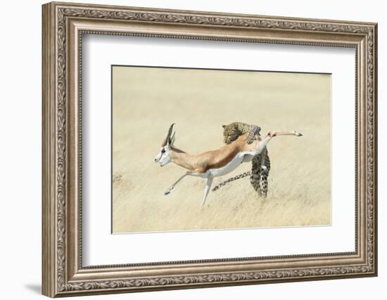 Leopard (Panthera Pardus) Hunting Springbok (Antidorcas Marsupialis) Etosha-Wim van den Heever-Framed Photographic Print