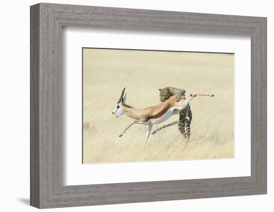 Leopard (Panthera Pardus) Hunting Springbok (Antidorcas Marsupialis) Etosha-Wim van den Heever-Framed Photographic Print