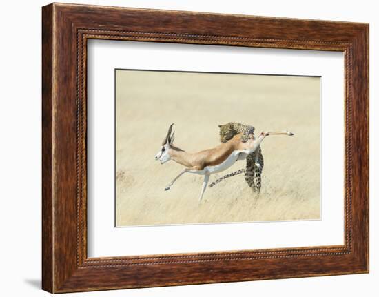 Leopard (Panthera Pardus) Hunting Springbok (Antidorcas Marsupialis) Etosha-Wim van den Heever-Framed Photographic Print