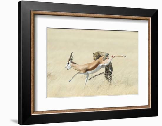 Leopard (Panthera Pardus) Hunting Springbok (Antidorcas Marsupialis) Etosha-Wim van den Heever-Framed Photographic Print