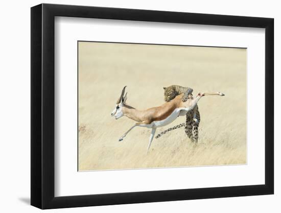 Leopard (Panthera Pardus) Hunting Springbok (Antidorcas Marsupialis) Etosha-Wim van den Heever-Framed Photographic Print