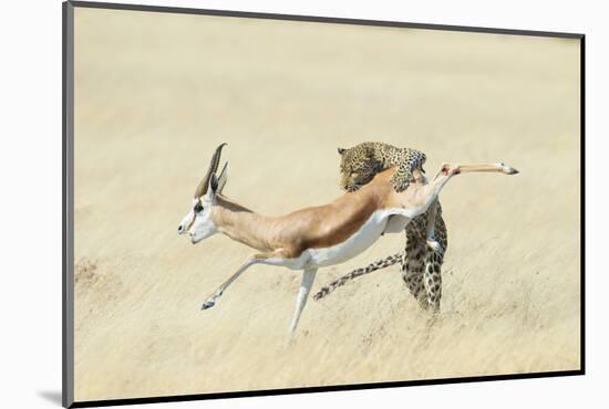 Leopard (Panthera Pardus) Hunting Springbok (Antidorcas Marsupialis) Etosha-Wim van den Heever-Mounted Photographic Print