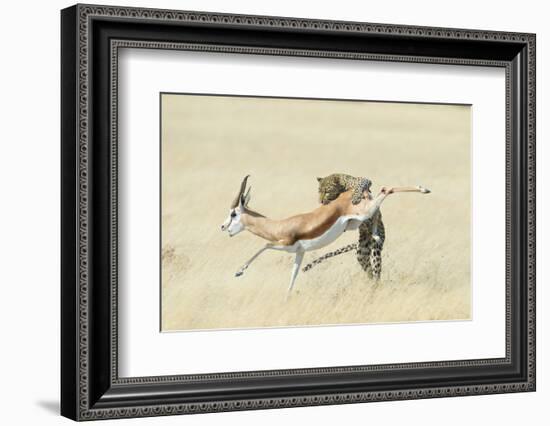 Leopard (Panthera Pardus) Hunting Springbok (Antidorcas Marsupialis) Etosha-Wim van den Heever-Framed Photographic Print