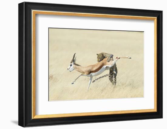 Leopard (Panthera Pardus) Hunting Springbok (Antidorcas Marsupialis) Etosha-Wim van den Heever-Framed Photographic Print