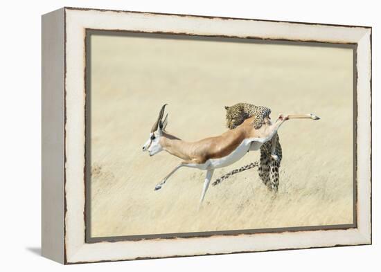 Leopard (Panthera Pardus) Hunting Springbok (Antidorcas Marsupialis) Etosha-Wim van den Heever-Framed Premier Image Canvas