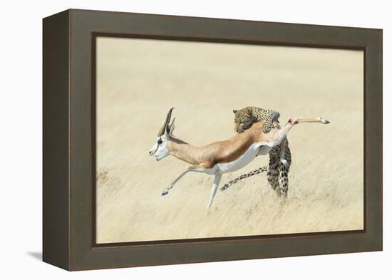 Leopard (Panthera Pardus) Hunting Springbok (Antidorcas Marsupialis) Etosha-Wim van den Heever-Framed Premier Image Canvas