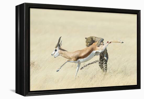 Leopard (Panthera Pardus) Hunting Springbok (Antidorcas Marsupialis) Etosha-Wim van den Heever-Framed Premier Image Canvas