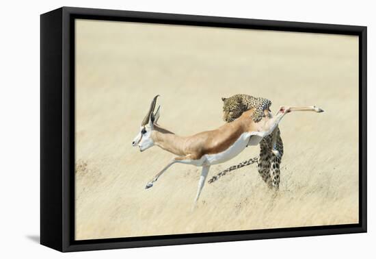 Leopard (Panthera Pardus) Hunting Springbok (Antidorcas Marsupialis) Etosha-Wim van den Heever-Framed Premier Image Canvas