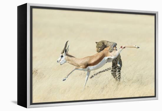 Leopard (Panthera Pardus) Hunting Springbok (Antidorcas Marsupialis) Etosha-Wim van den Heever-Framed Premier Image Canvas