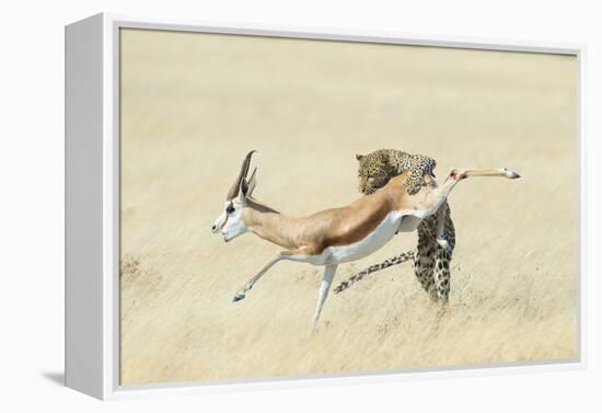 Leopard (Panthera Pardus) Hunting Springbok (Antidorcas Marsupialis) Etosha-Wim van den Heever-Framed Premier Image Canvas