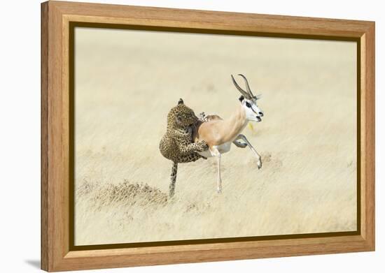 Leopard (Panthera Pardus) Hunting Springbok (Antidorcas Marsupialis) Etosha-Wim van den Heever-Framed Premier Image Canvas