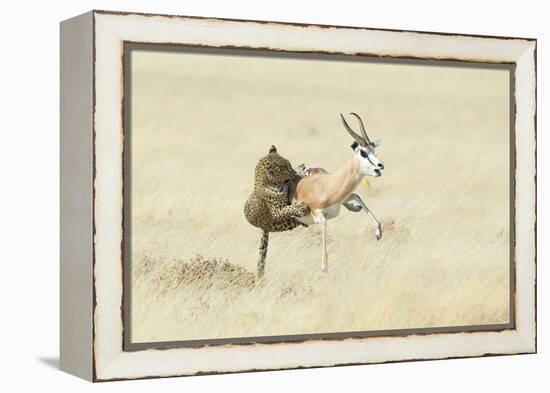 Leopard (Panthera Pardus) Hunting Springbok (Antidorcas Marsupialis) Etosha-Wim van den Heever-Framed Premier Image Canvas