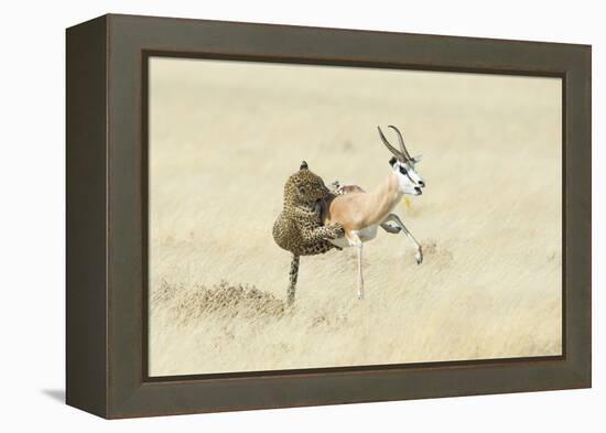 Leopard (Panthera Pardus) Hunting Springbok (Antidorcas Marsupialis) Etosha-Wim van den Heever-Framed Premier Image Canvas