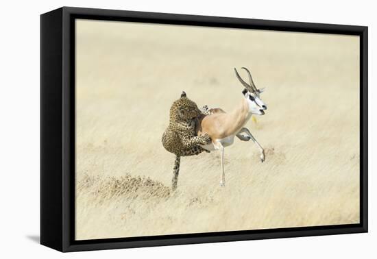 Leopard (Panthera Pardus) Hunting Springbok (Antidorcas Marsupialis) Etosha-Wim van den Heever-Framed Premier Image Canvas