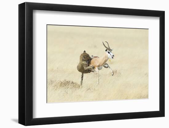 Leopard (Panthera Pardus) Hunting Springbok (Antidorcas Marsupialis) Etosha-Wim van den Heever-Framed Photographic Print