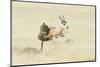 Leopard (Panthera Pardus) Hunting Springbok (Antidorcas Marsupialis) Etosha-Wim van den Heever-Mounted Photographic Print