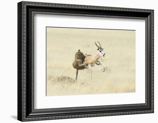 Leopard (Panthera Pardus) Hunting Springbok (Antidorcas Marsupialis) Etosha-Wim van den Heever-Framed Photographic Print