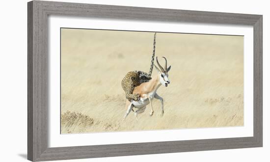 Leopard (Panthera Pardus) Hunting Springbok (Antidorcas Marsupialis) Etosha-Wim van den Heever-Framed Photographic Print