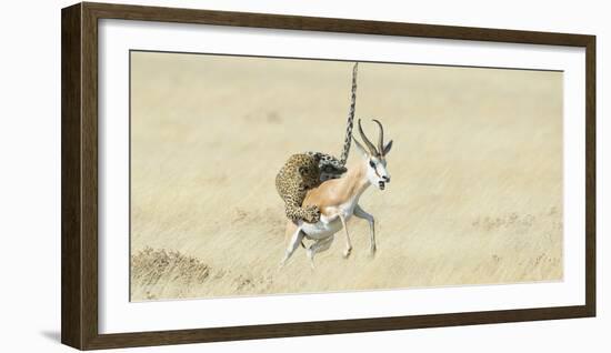 Leopard (Panthera Pardus) Hunting Springbok (Antidorcas Marsupialis) Etosha-Wim van den Heever-Framed Photographic Print