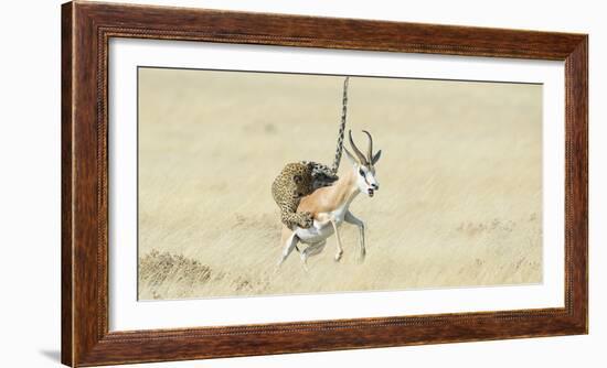 Leopard (Panthera Pardus) Hunting Springbok (Antidorcas Marsupialis) Etosha-Wim van den Heever-Framed Photographic Print