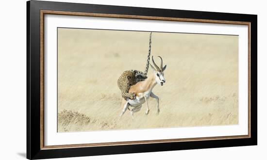 Leopard (Panthera Pardus) Hunting Springbok (Antidorcas Marsupialis) Etosha-Wim van den Heever-Framed Photographic Print