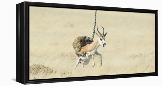 Leopard (Panthera Pardus) Hunting Springbok (Antidorcas Marsupialis) Etosha-Wim van den Heever-Framed Premier Image Canvas