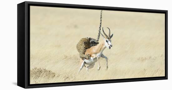 Leopard (Panthera Pardus) Hunting Springbok (Antidorcas Marsupialis) Etosha-Wim van den Heever-Framed Premier Image Canvas