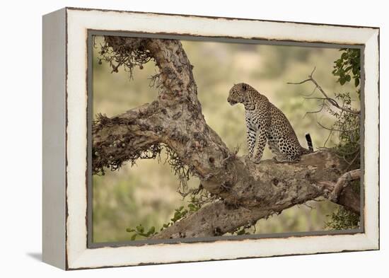 Leopard (Panthera Pardus) in a Fig Tree, Kruger National Park, South Africa, Africa-James Hager-Framed Premier Image Canvas