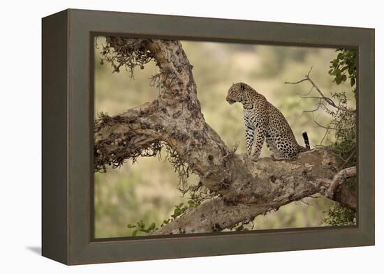 Leopard (Panthera Pardus) in a Fig Tree, Kruger National Park, South Africa, Africa-James Hager-Framed Premier Image Canvas