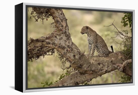 Leopard (Panthera Pardus) in a Fig Tree, Kruger National Park, South Africa, Africa-James Hager-Framed Premier Image Canvas